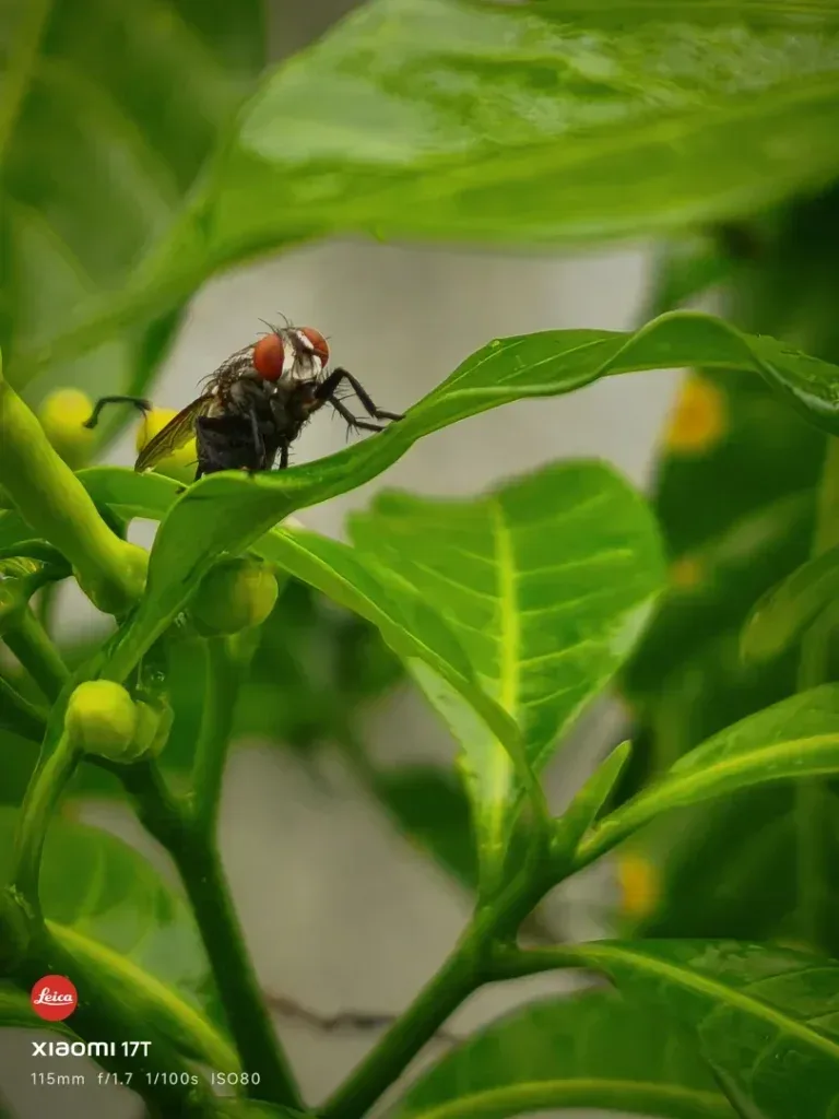 Life Among the Leaves