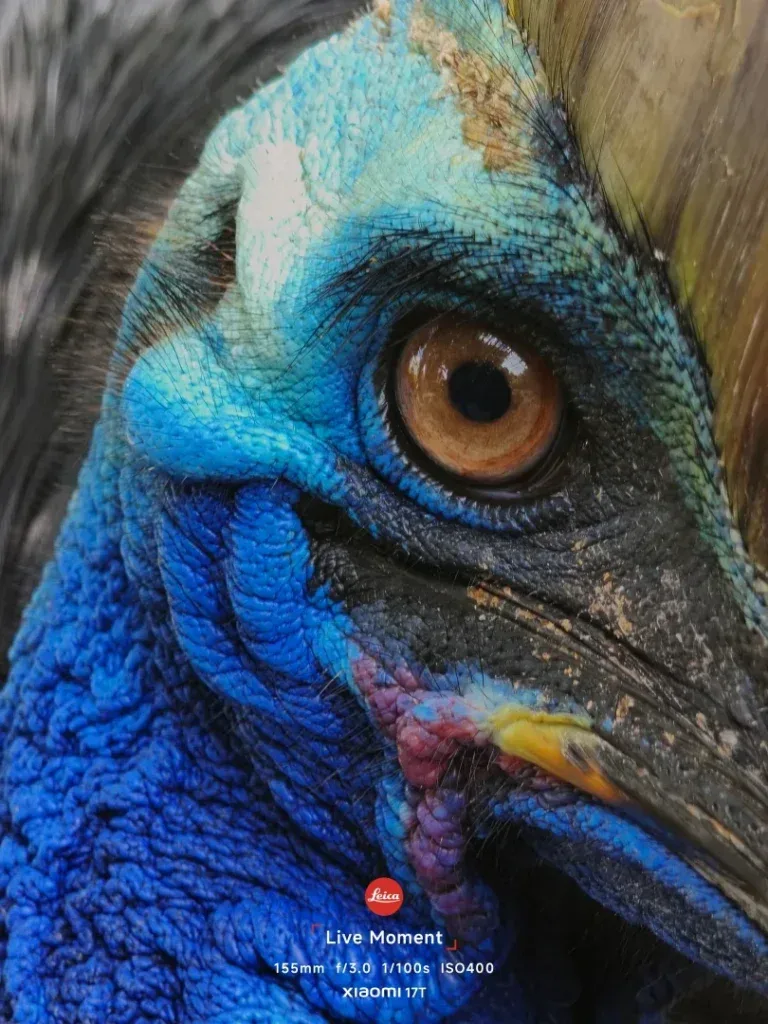 Gaze of the Primal Ancient