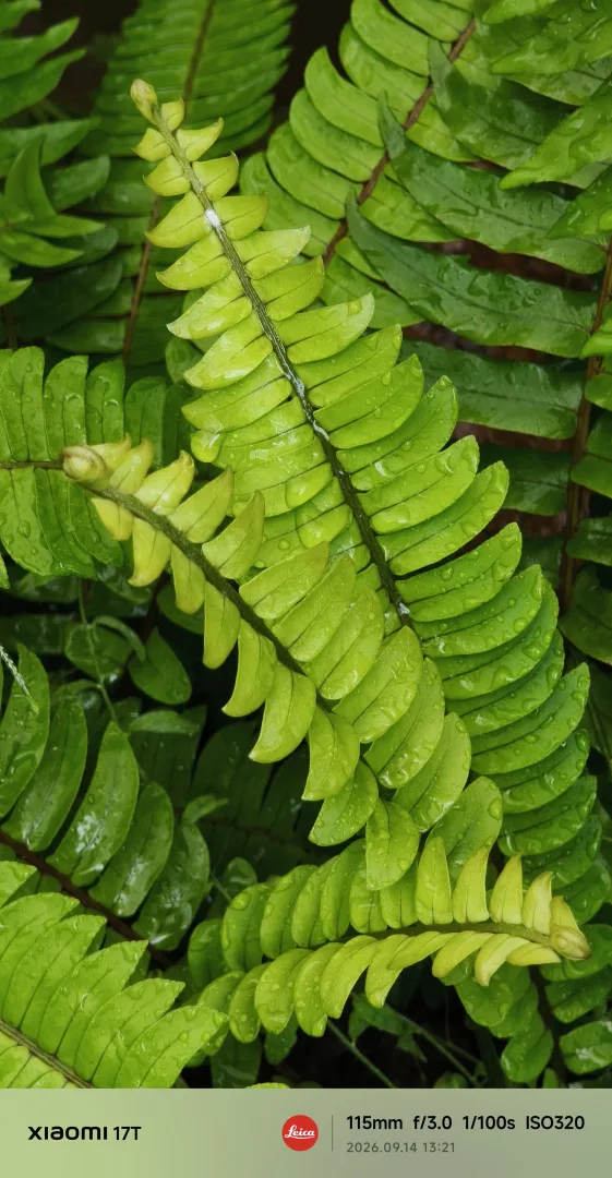 Pure Drops of Green