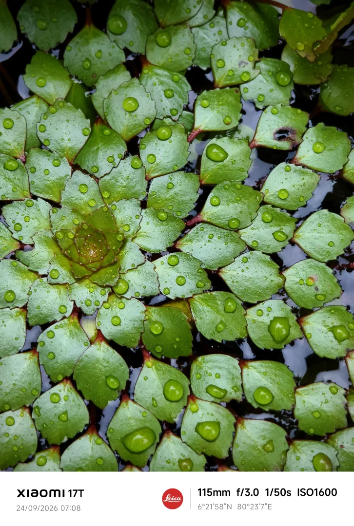 Liquid Diamonds on Green