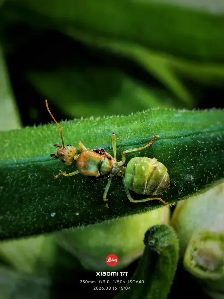 Queen Weaver – Nature’s Little Queen