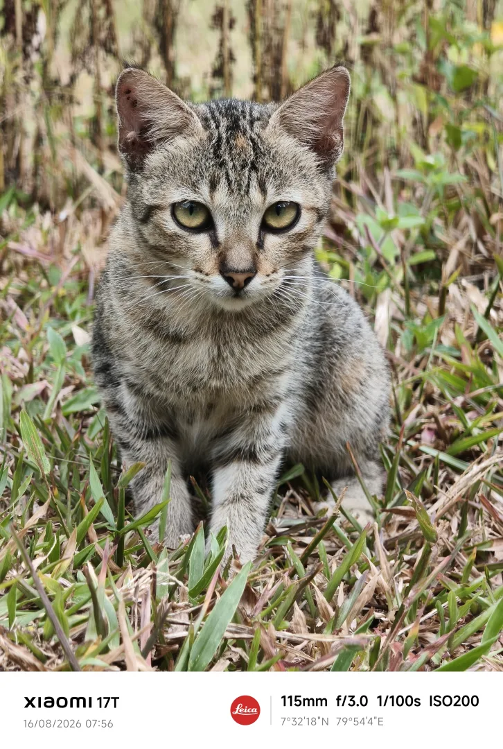 Animal